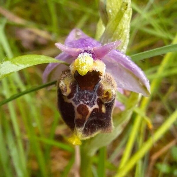 Ophrys × minuticauda ᱵᱟᱦᱟ