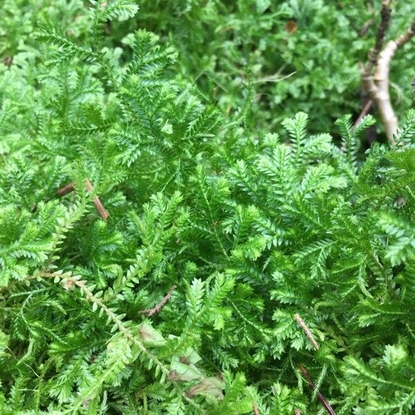 Selaginella kraussiana Blad