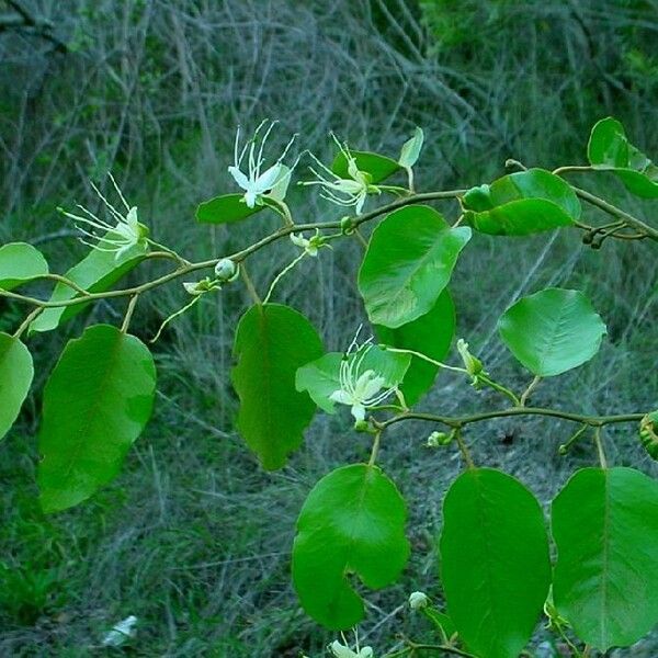 Capparis quiniflora Hàbitat