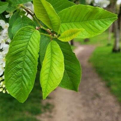 Prunus padus Blatt