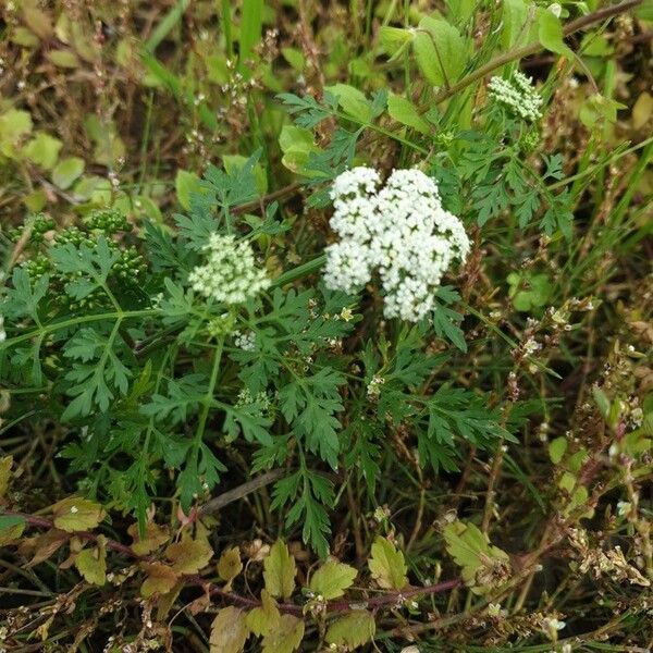 Aethusa cynapium Fiore