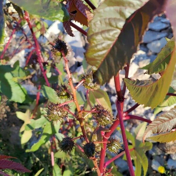 Ricinus communis Плод