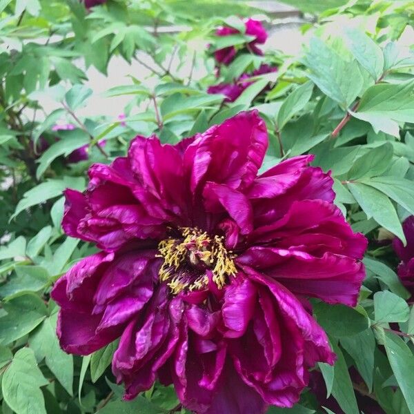 Paeonia × suffruticosa Цветок