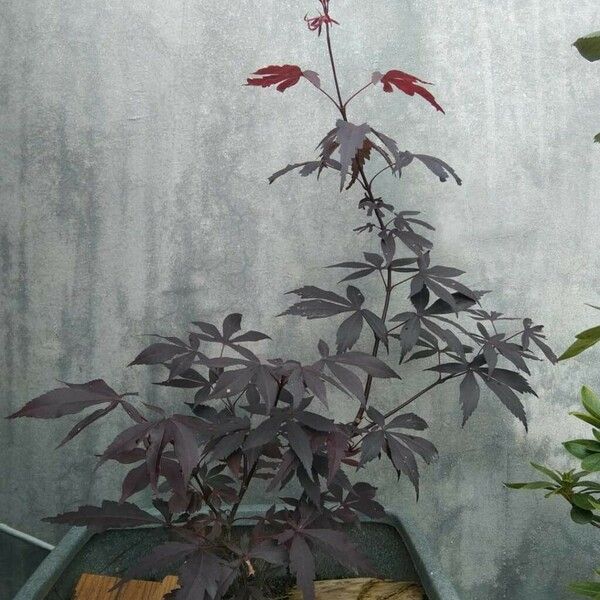 Acer palmatum Blad