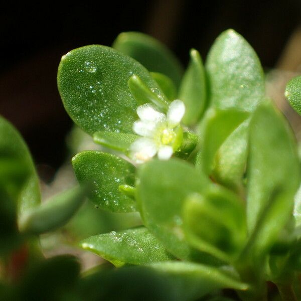 Montia fontana Flower