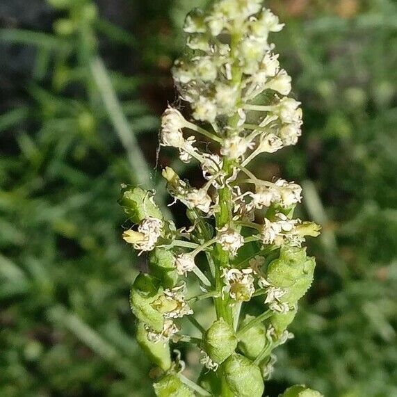 Reseda lutea പുഷ്പം