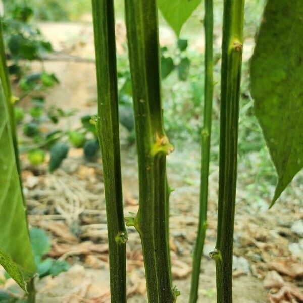 Capsicum baccatum ᱪᱷᱟᱹᱞᱤ