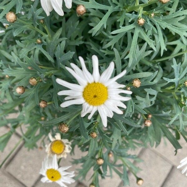 Argyranthemum frutescens Flower