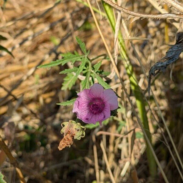 Althaea cannabina Virág