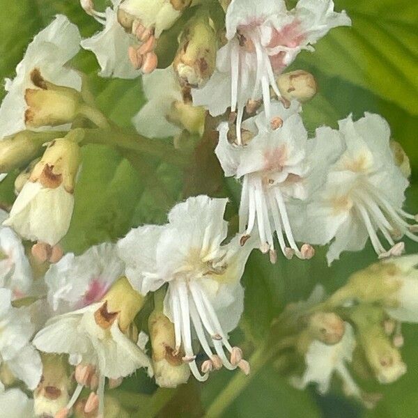 Aesculus hippocastanum Žiedas