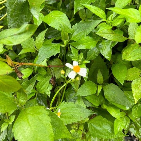 Bidens alba برگ