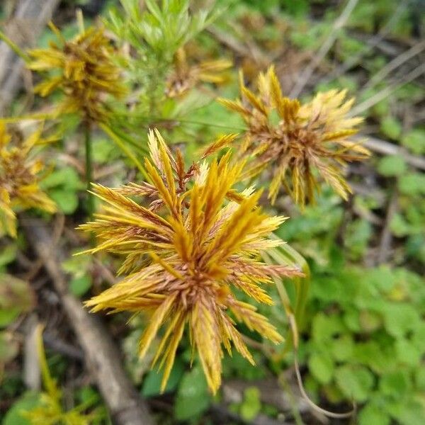 Cyperus strigosus 花