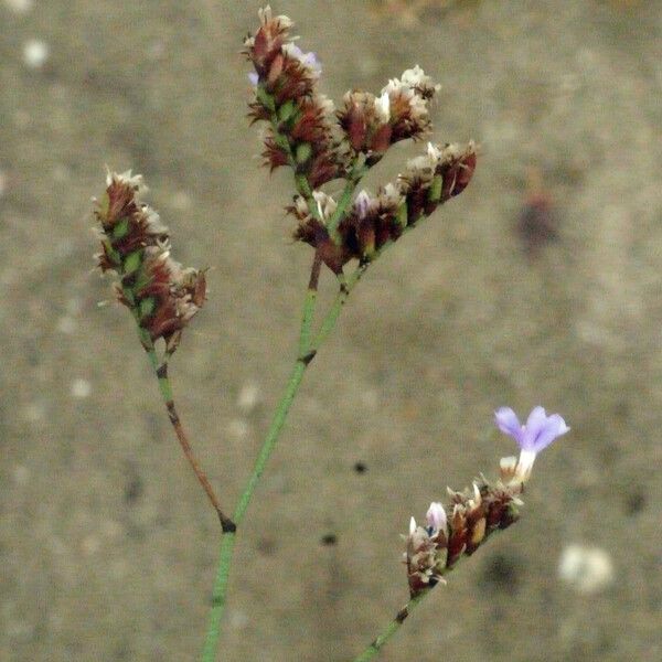 Limonium legrandii Drugo