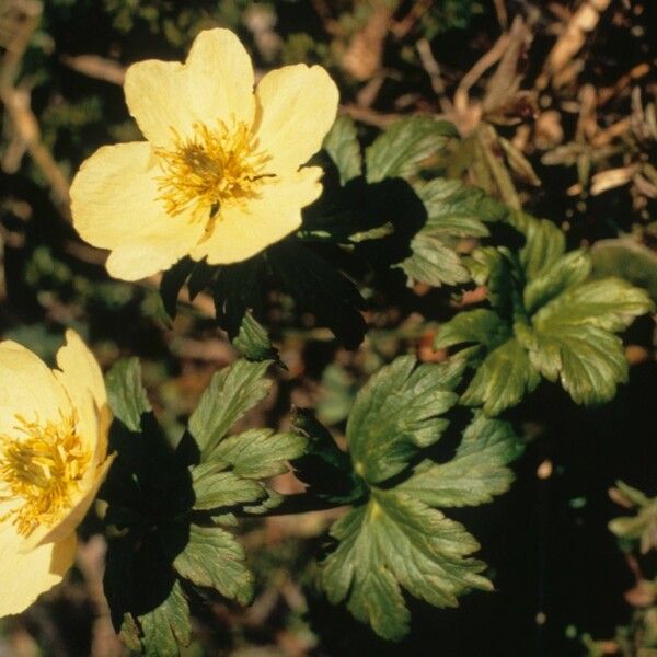 Anemone parviflora Хабит