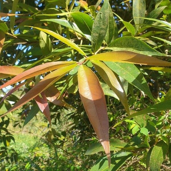 Syzygium jambos Лист