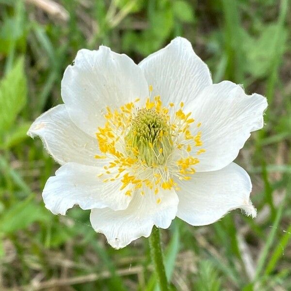 Anemone alpina 花