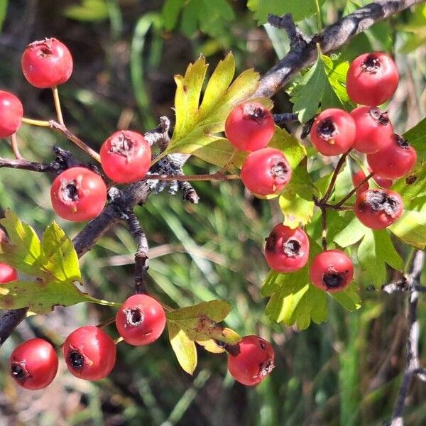 Crataegus azarolus Frucht