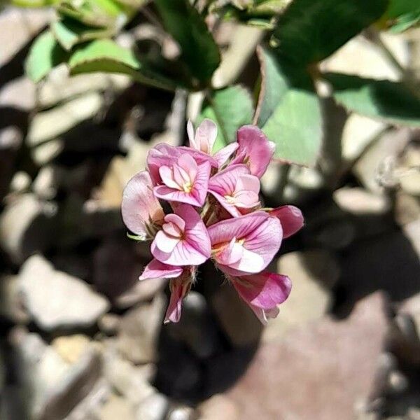 Trifolium amabile 花