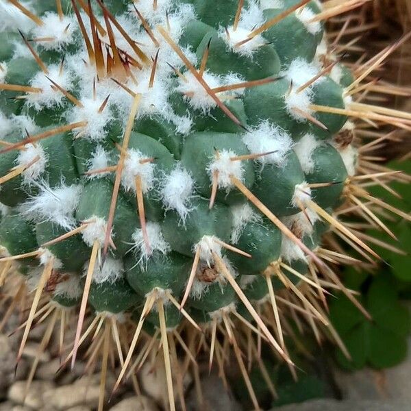 Mammillaria compressa Lubje