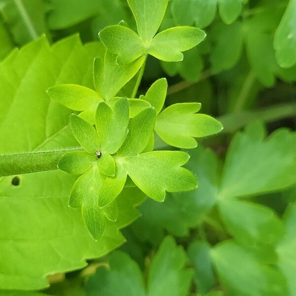 Aquilegia nigricans Folha