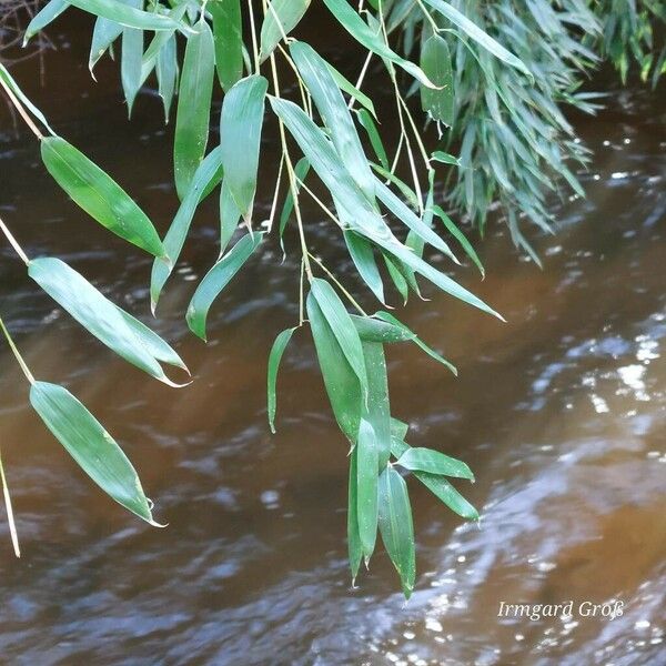 Phyllostachys aureosulcata Leaf