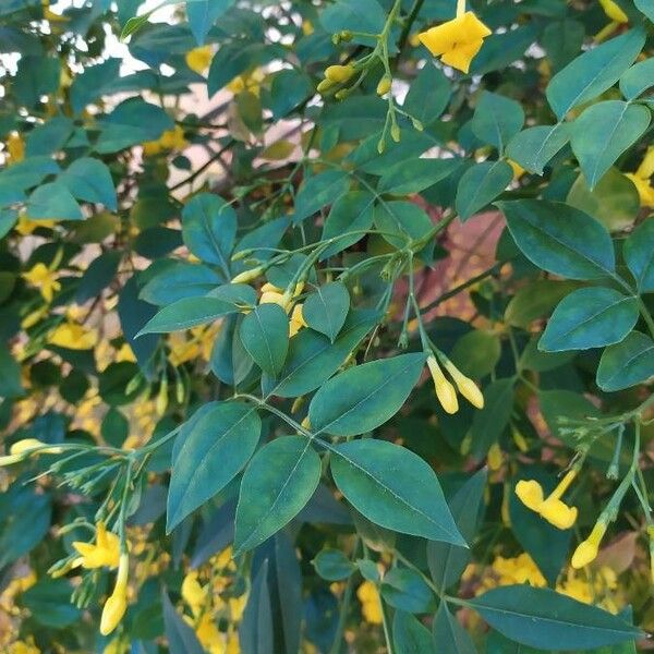 Jasminum odoratissimum Blad