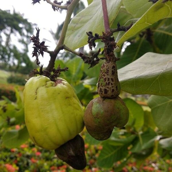 Anacardium occidentale Fruchs