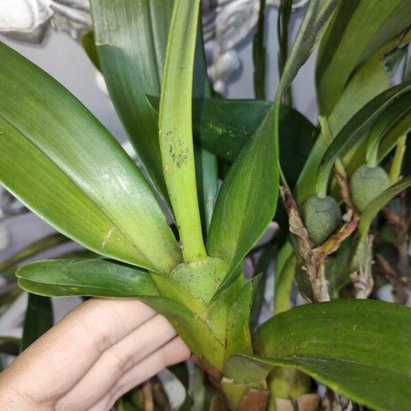 Maxillaria elatior Leaf