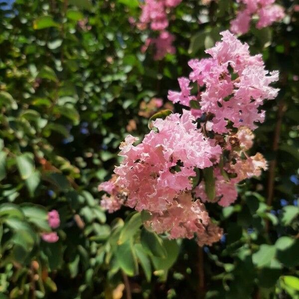 Lagerstroemia indica Kvet