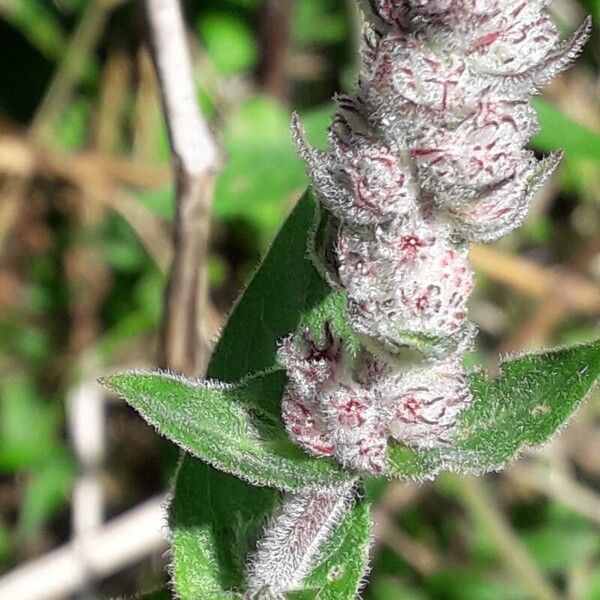 Lythrum salicaria Кветка