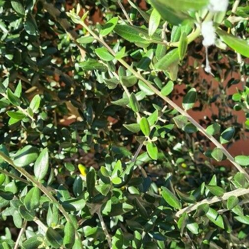 Ilex vomitoria Folla