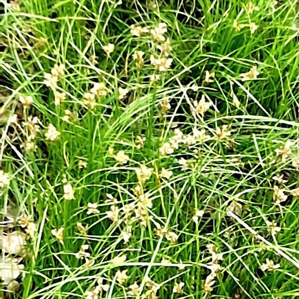 Carex brizoides Habit