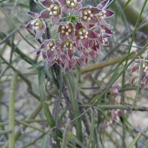 Funastrum cynanchoides 花