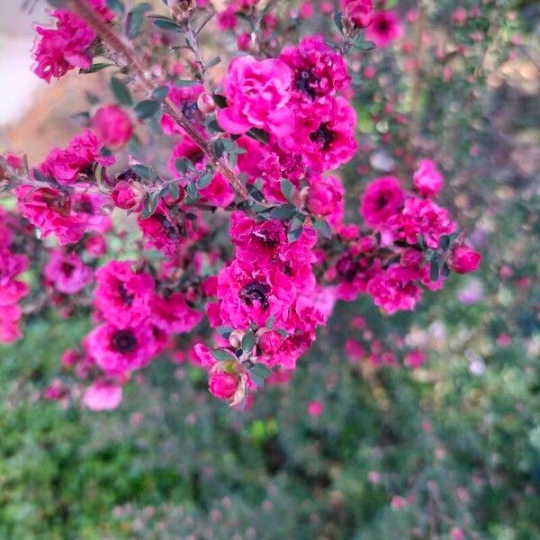 Leptospermum scoparium Kvet