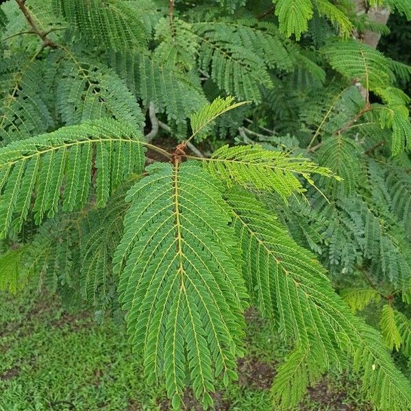 Albizia carbonaria Hostoa