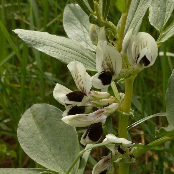 Vicia faba Flower