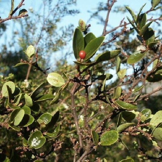 Wikstroemia indica ᱛᱟᱦᱮᱸ