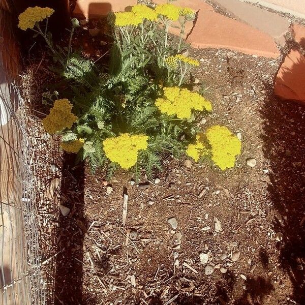 Achillea filipendulina Flor