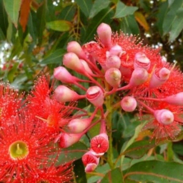 Corymbia ficifolia ফুল