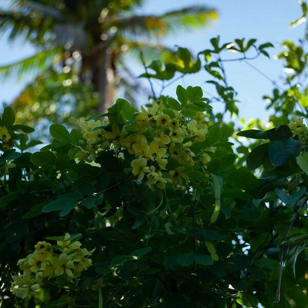 Senna surattensis Blüte