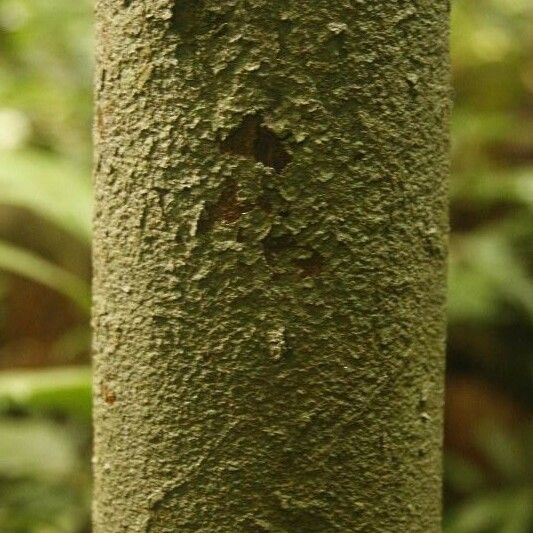 Iryanthera hostmannii Bark