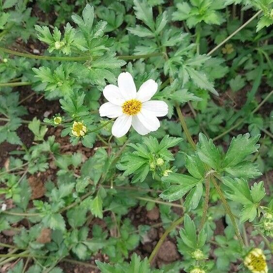 Bidens pilosa Blodyn