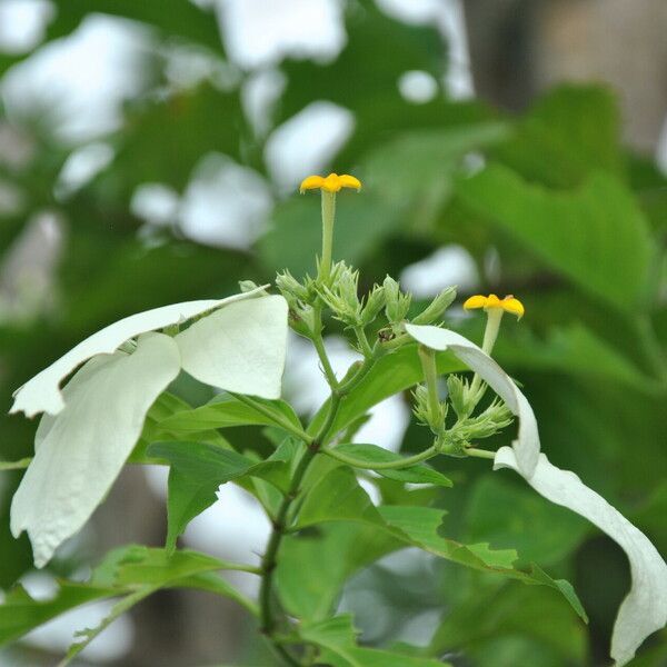 Mussaenda frondosa Flor