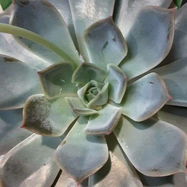 Echeveria lilacina Folio