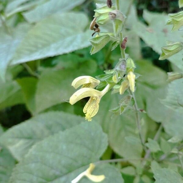 Salvia glutinosa Blomma