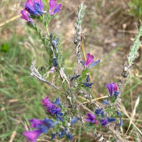 Echium vulgare 花