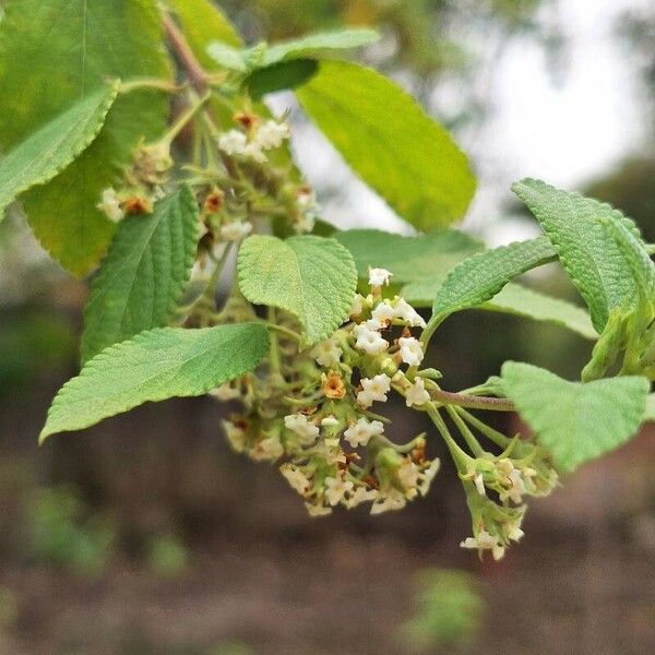 Lippia origanoides Квітка