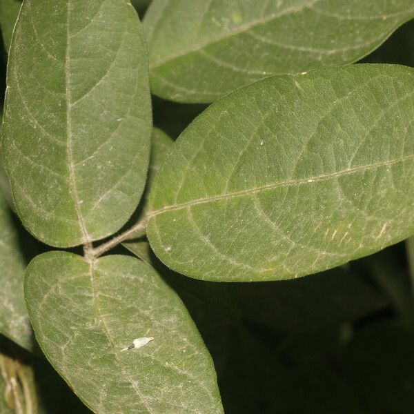 Centrosema pubescens Blad