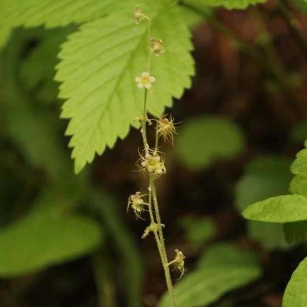 Mitella nuda പുഷ്പം