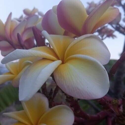 Plumeria rubra Flower